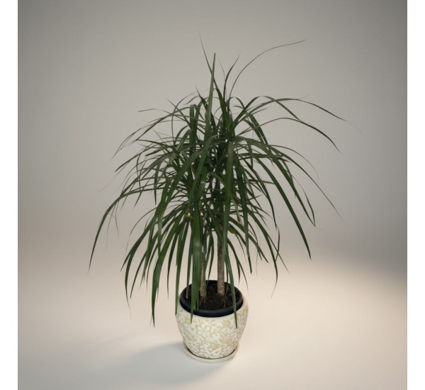 Özel Saksılı 2li Küçük Margarita